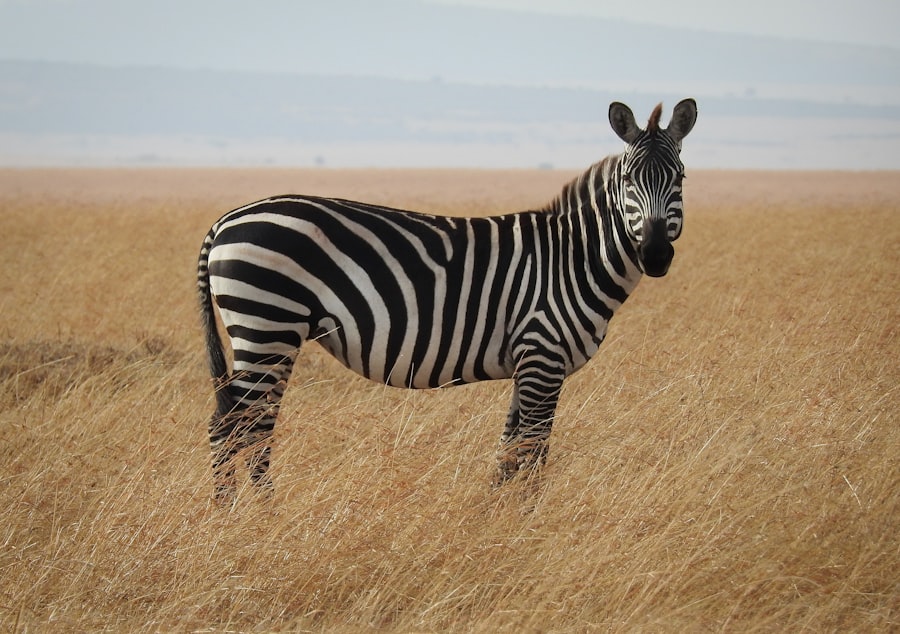 Safari outfit