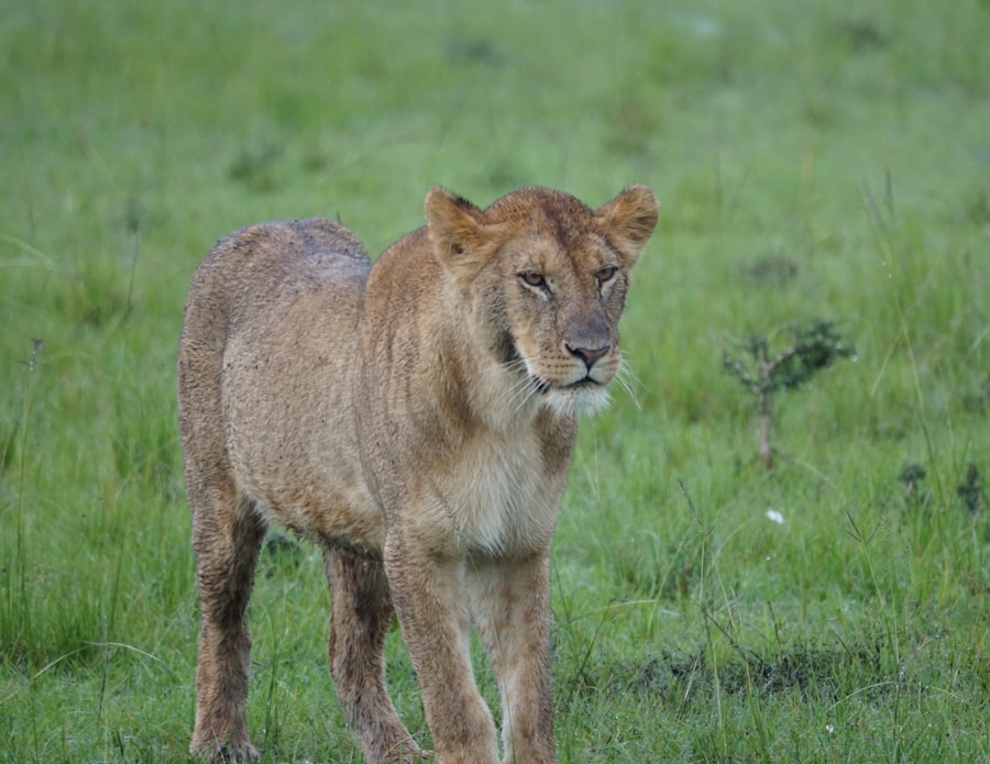 Photo Safari outfit